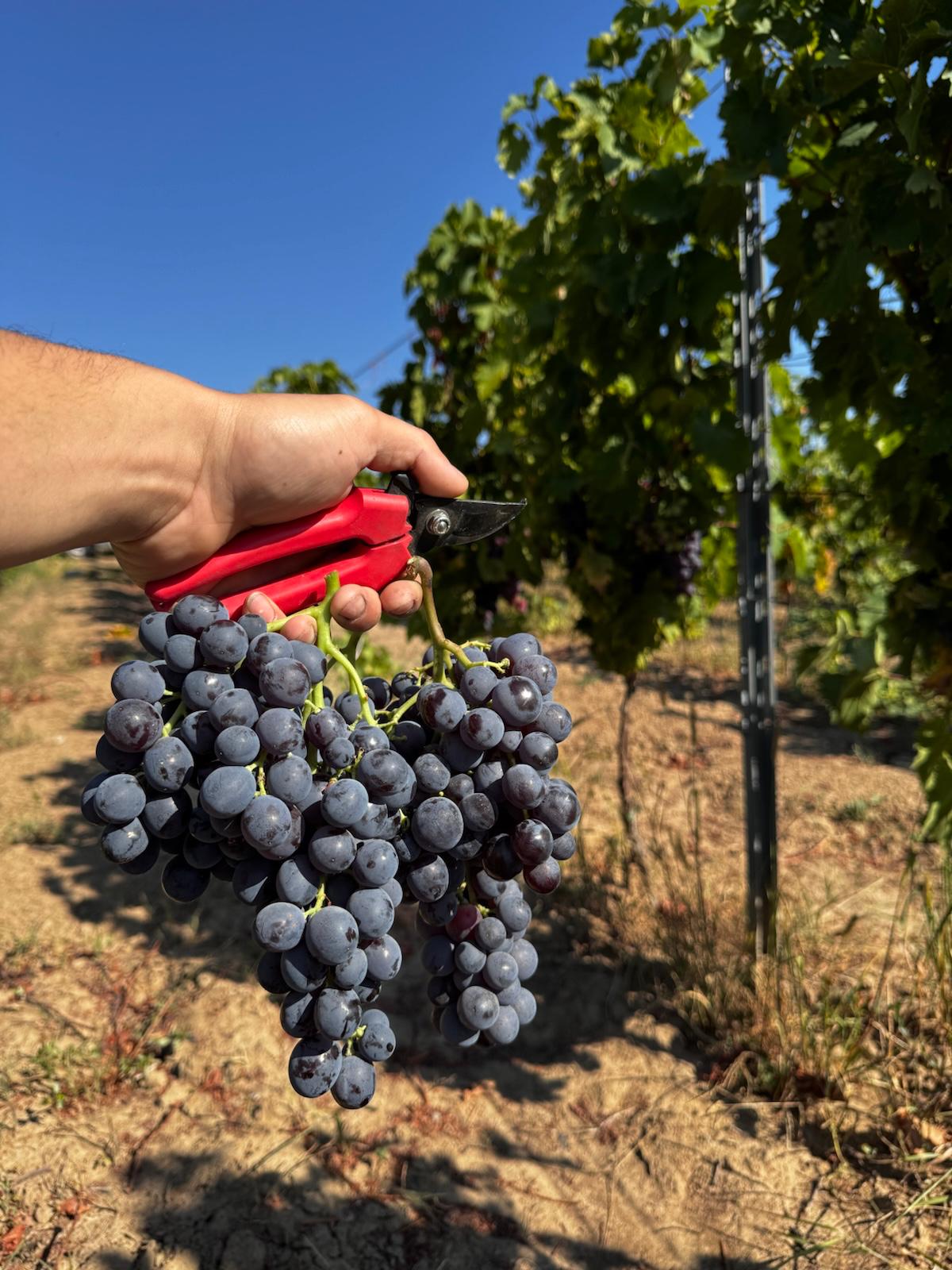 Recoltarea manuală a strugurilor